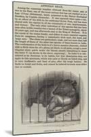 Afghan Bear-null-Mounted Giclee Print