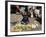 Afghan Child 5, Receives a Bottle of Water-Musadeq Sadeq-Framed Photographic Print