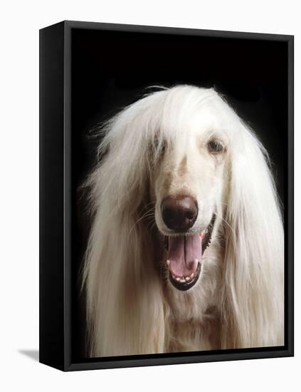 Afghan Dog, Close-Up-null-Framed Stretched Canvas