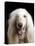 Afghan Dog, Close-Up-null-Stretched Canvas