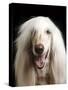 Afghan Dog, Close-Up-null-Stretched Canvas