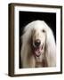 Afghan Dog, Close-Up-null-Framed Photographic Print