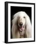 Afghan Dog, Close-Up-null-Framed Photographic Print