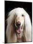 Afghan Dog, Close-Up-null-Mounted Photographic Print