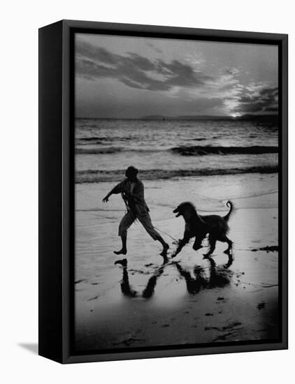 Afghan Dog Roaming across Beach with Girl at Sundown, During Preparation for Westminister Show-George Silk-Framed Stretched Canvas