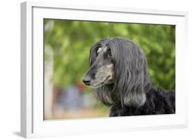 Afghan Hound 02-Bob Langrish-Framed Photographic Print