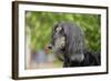Afghan Hound 02-Bob Langrish-Framed Photographic Print