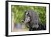 Afghan Hound 02-Bob Langrish-Framed Photographic Print