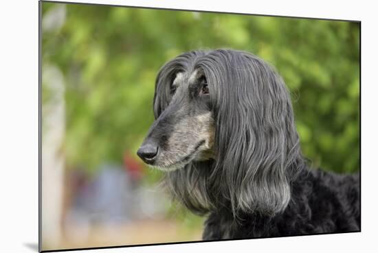 Afghan Hound 02-Bob Langrish-Mounted Photographic Print