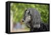 Afghan Hound 02-Bob Langrish-Framed Stretched Canvas