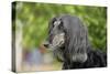 Afghan Hound 02-Bob Langrish-Stretched Canvas