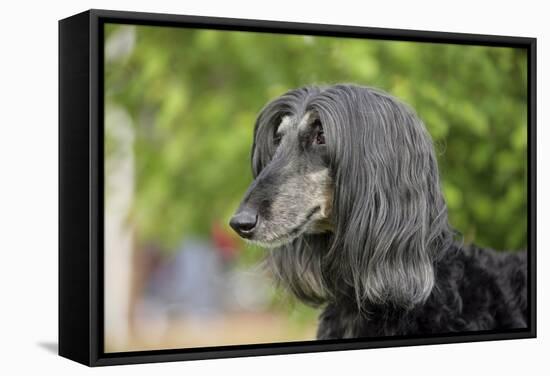 Afghan Hound 02-Bob Langrish-Framed Stretched Canvas