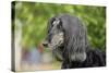 Afghan Hound 02-Bob Langrish-Stretched Canvas