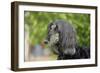 Afghan Hound 02-Bob Langrish-Framed Photographic Print