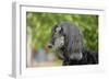 Afghan Hound 02-Bob Langrish-Framed Photographic Print