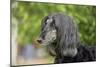 Afghan Hound 02-Bob Langrish-Mounted Photographic Print