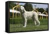 Afghan Hound 08-Bob Langrish-Framed Stretched Canvas