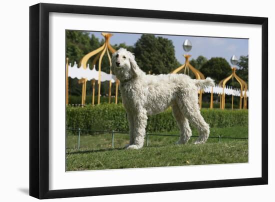 Afghan Hound 08-Bob Langrish-Framed Photographic Print