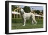 Afghan Hound 08-Bob Langrish-Framed Photographic Print