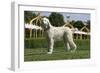 Afghan Hound 08-Bob Langrish-Framed Photographic Print