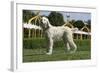 Afghan Hound 08-Bob Langrish-Framed Photographic Print