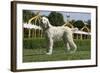 Afghan Hound 08-Bob Langrish-Framed Photographic Print