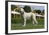 Afghan Hound 08-Bob Langrish-Framed Photographic Print