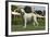 Afghan Hound 08-Bob Langrish-Framed Photographic Print