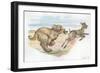 Afghan Hound Canis Lupus Familiaris Chasing Goat-null-Framed Giclee Print