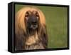 Afghan Hound Face Portrait-Adriano Bacchella-Framed Stretched Canvas