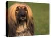 Afghan Hound Face Portrait-Adriano Bacchella-Stretched Canvas