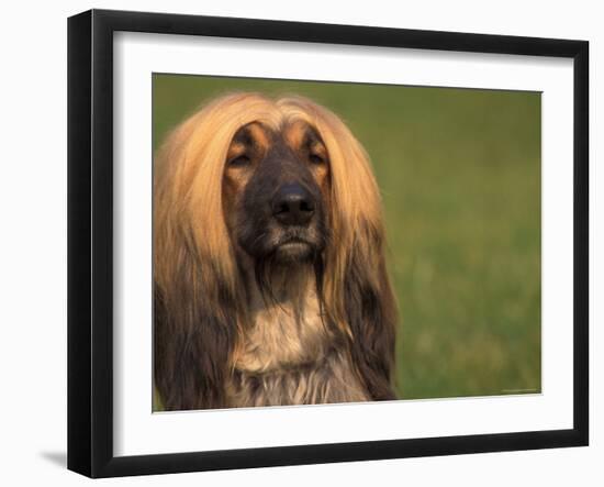 Afghan Hound Face Portrait-Adriano Bacchella-Framed Photographic Print