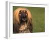 Afghan Hound Face Portrait-Adriano Bacchella-Framed Photographic Print