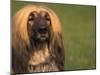Afghan Hound Face Portrait-Adriano Bacchella-Mounted Photographic Print