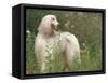 Afghan Hound Looking Back-Adriano Bacchella-Framed Stretched Canvas