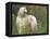 Afghan Hound Looking Back-Adriano Bacchella-Framed Stretched Canvas