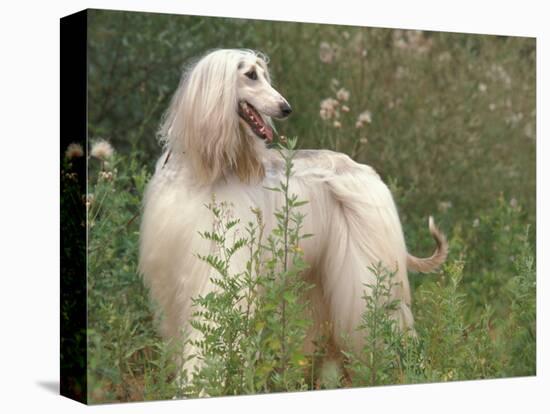 Afghan Hound Looking Back-Adriano Bacchella-Stretched Canvas