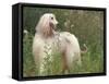 Afghan Hound Looking Back-Adriano Bacchella-Framed Stretched Canvas