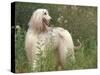 Afghan Hound Looking Back-Adriano Bacchella-Stretched Canvas