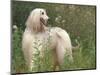 Afghan Hound Looking Back-Adriano Bacchella-Mounted Premium Photographic Print