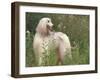 Afghan Hound Looking Back-Adriano Bacchella-Framed Photographic Print