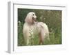 Afghan Hound Looking Back-Adriano Bacchella-Framed Photographic Print