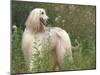 Afghan Hound Looking Back-Adriano Bacchella-Mounted Photographic Print