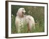 Afghan Hound Looking Back-Adriano Bacchella-Framed Photographic Print