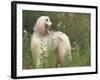 Afghan Hound Looking Back-Adriano Bacchella-Framed Photographic Print