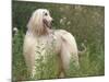 Afghan Hound Looking Back-Adriano Bacchella-Mounted Photographic Print