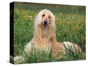 Afghan Hound Lying in Grass-Adriano Bacchella-Stretched Canvas