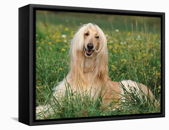 Afghan Hound Lying in Grass-Adriano Bacchella-Framed Stretched Canvas