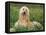 Afghan Hound Lying in Grass-Adriano Bacchella-Framed Stretched Canvas