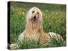 Afghan Hound Lying in Grass-Adriano Bacchella-Stretched Canvas
